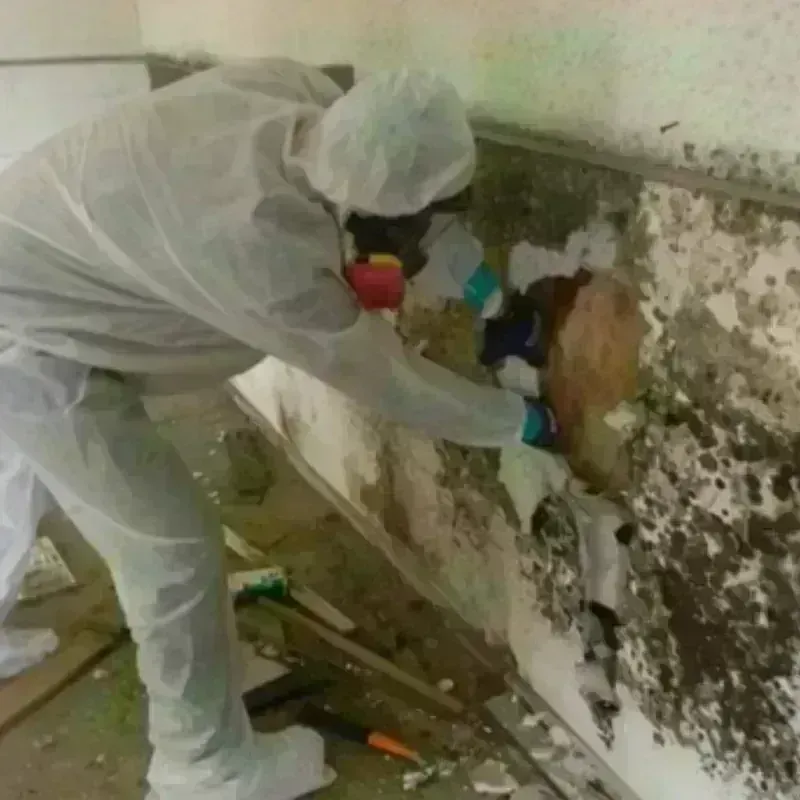 Mold Remediation and Removal in Friars Point, MS